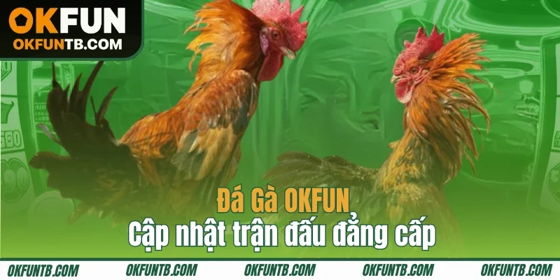 Đá Gà OKFUN cập nhật trận đấu đẳng cấp