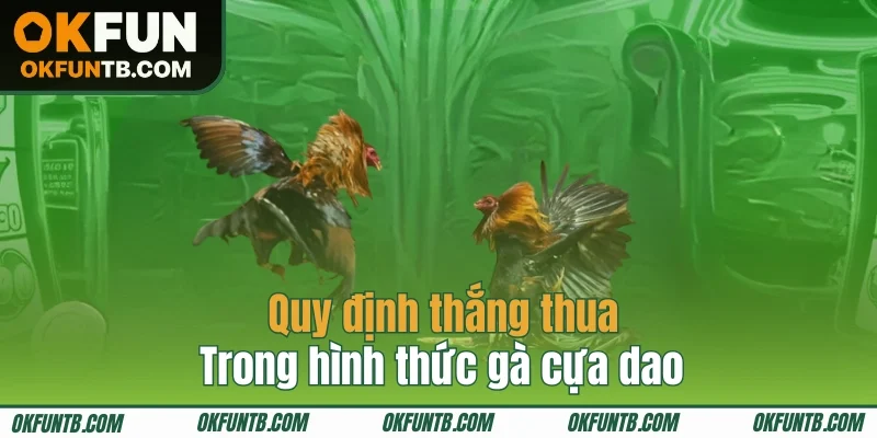 Xét quy định thắng thua trong gà cựa dao