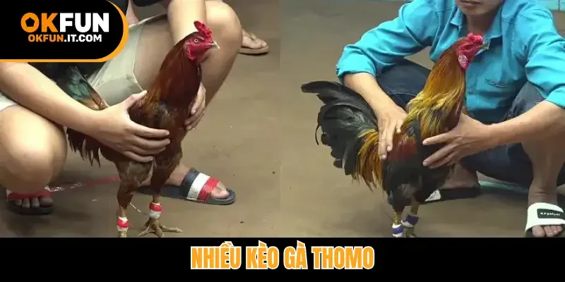 Nhiều kèo gà Thomo